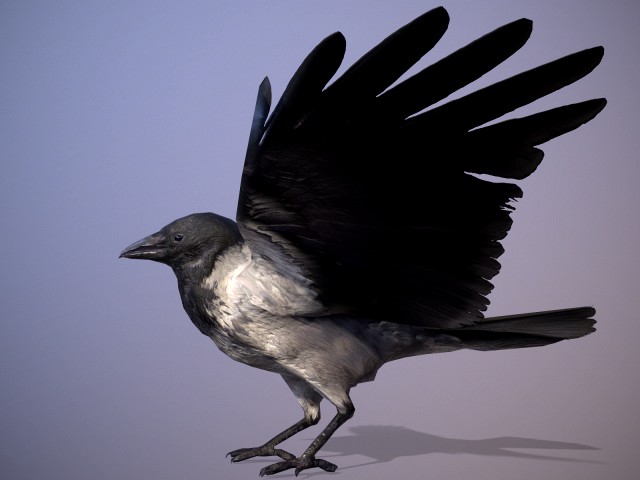 Crow animation