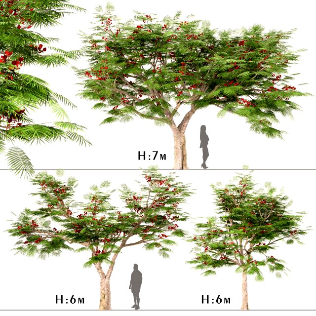 set of flamboyant trees royal poinciana 3 trees