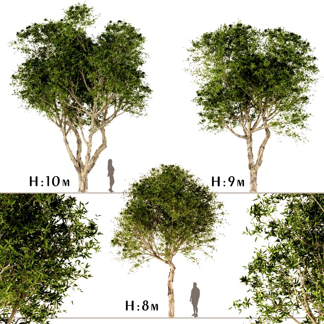 set of broad leaved paperbark trees melaleuca quinquenervia 3 trees