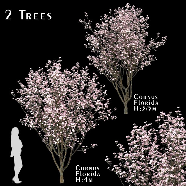 set of cornus florida trees flowering dogwood