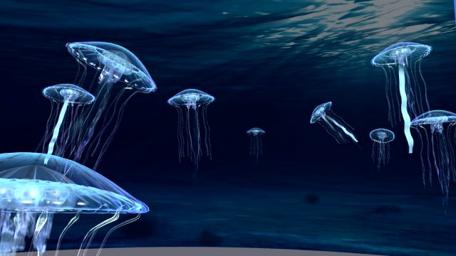 jellyfish