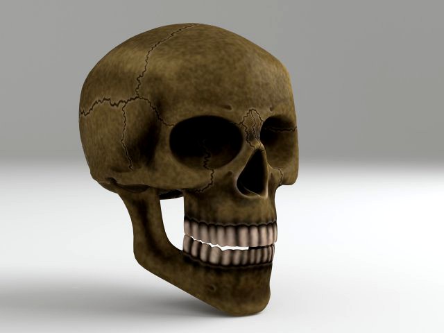 cranium
