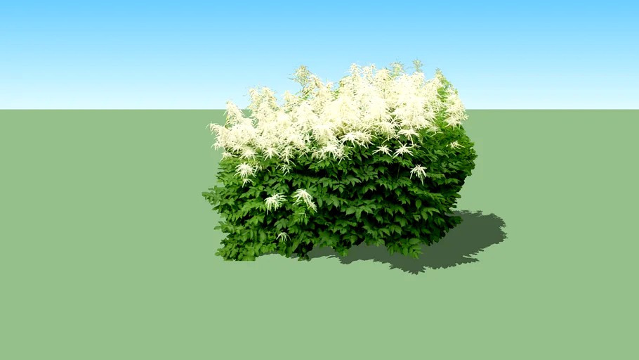 Aruncus silvester