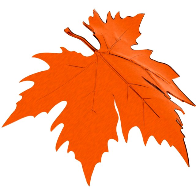 Plane tree leaf