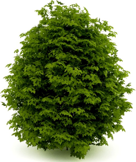 CGAxis Euonymus verrucosa 3D Model
