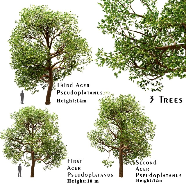 set of acer pseudoplatanus sycamore maple trees 3 trees