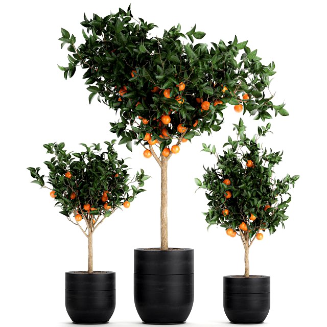 orange tree for the interior in black pot 717