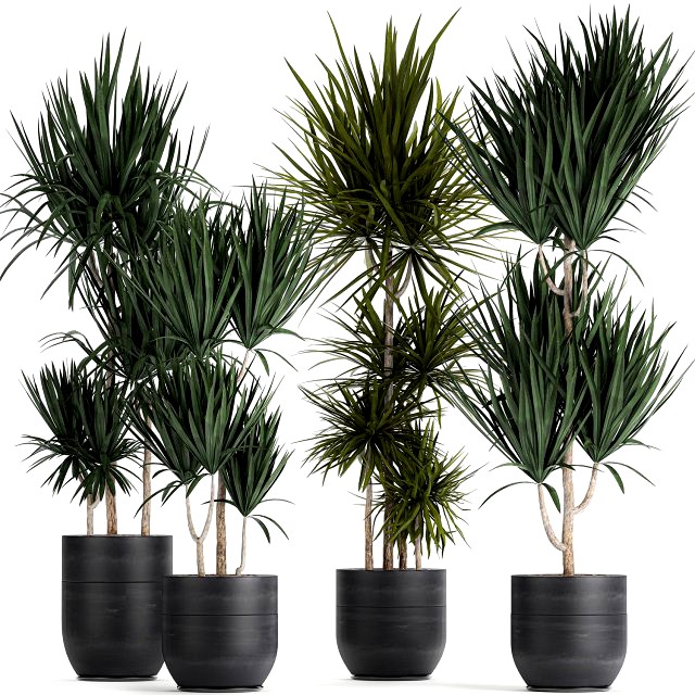 dracaena plants in a black pot for the interior 716