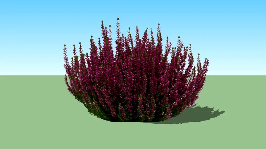 Calluna vulgaris fiolet