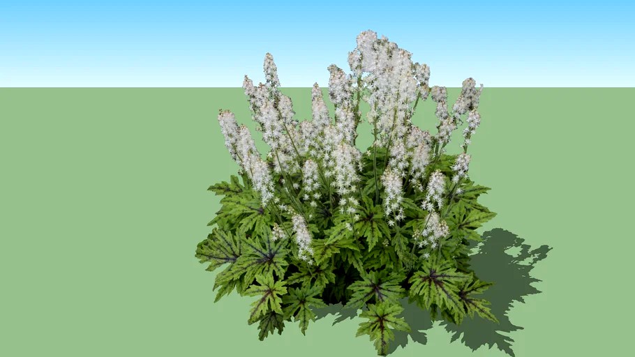 Tiarella cordifolia