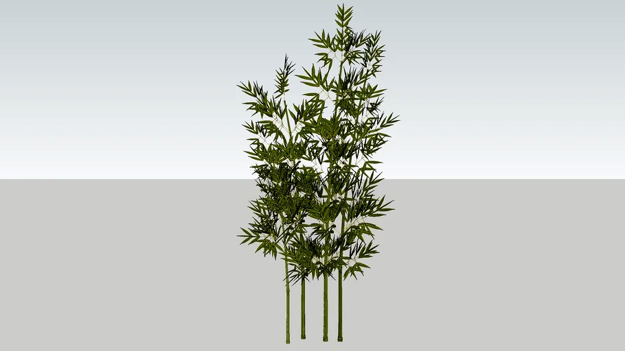 Bambu