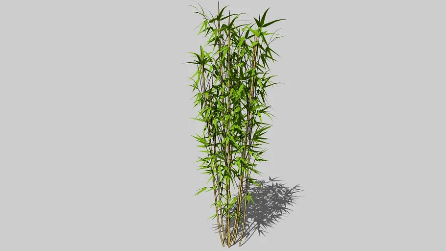 Bambu