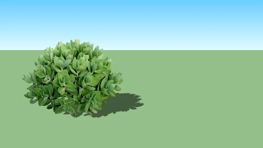 Sedum spectabile