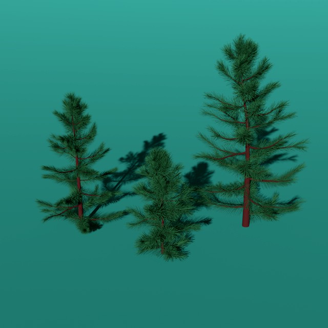spruce