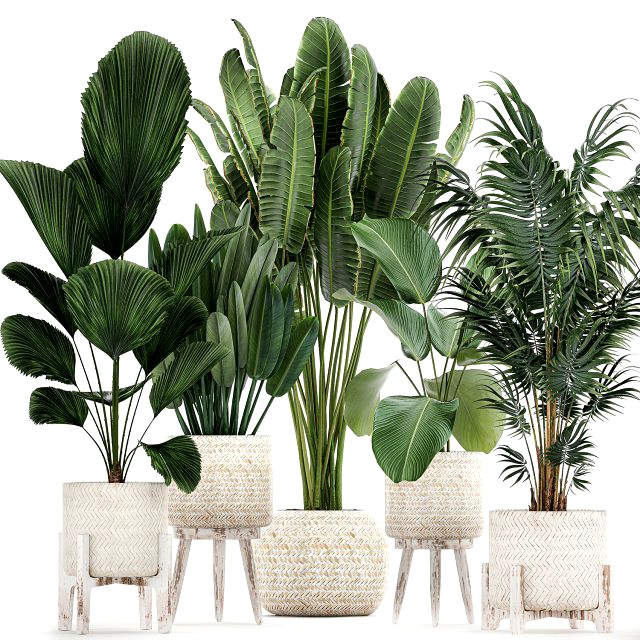 houseplants in a white basket rattan for the interior 713