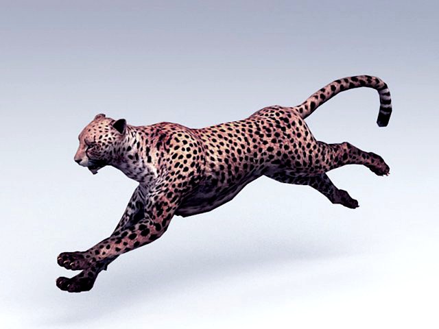 leopard