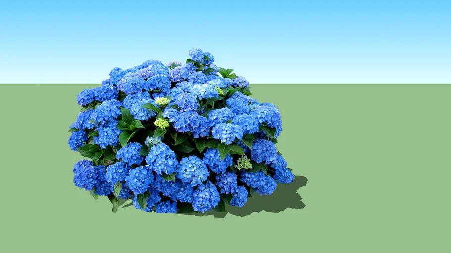 Hydrangea macrophylla