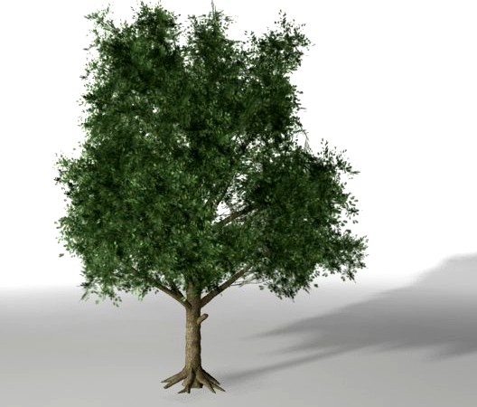 Young tree 3D Model