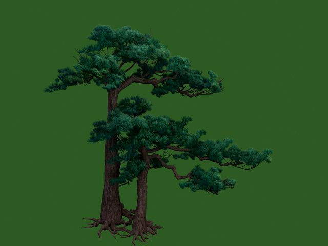 pine tree