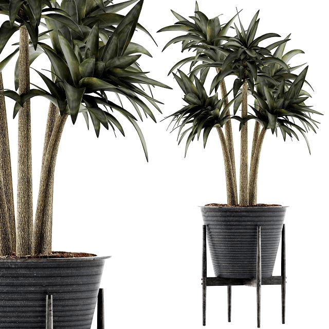 plants collection 117