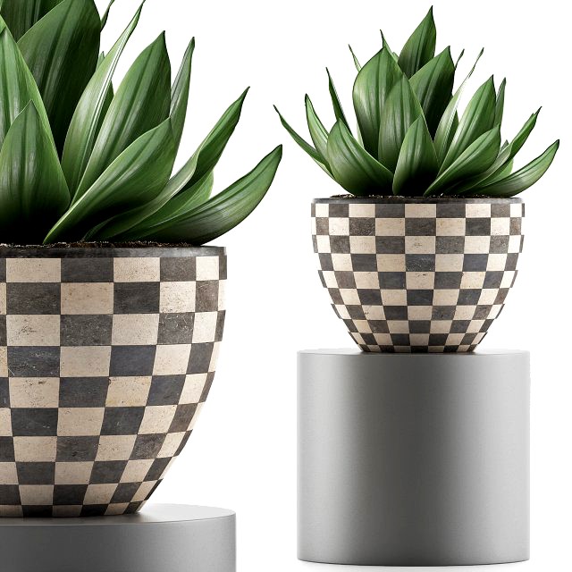 plants collection 118