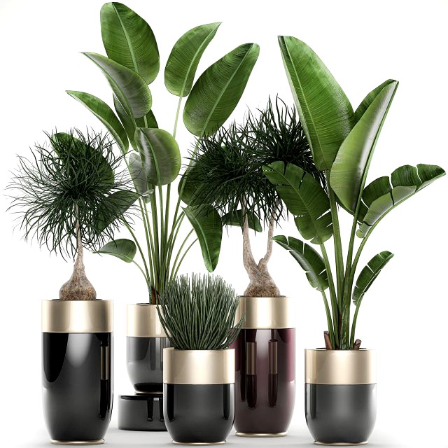 houseplants in a luxury pot for the interior 707