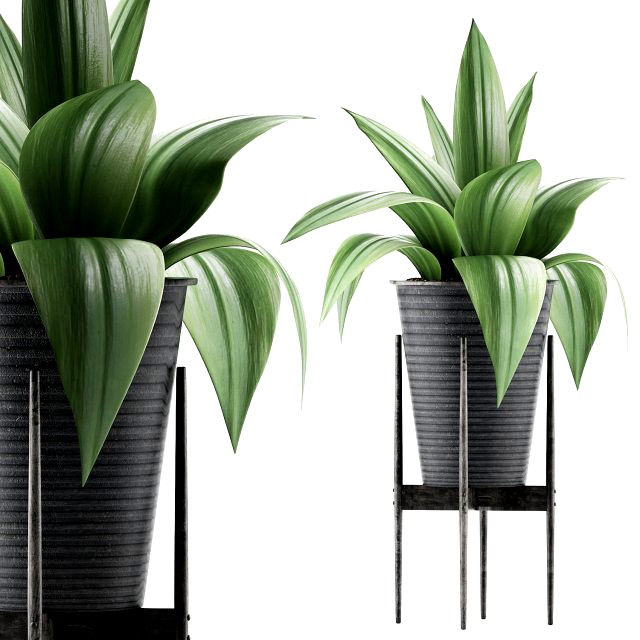 plants collection 107