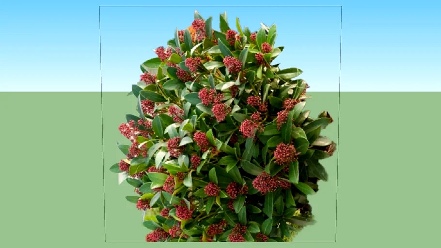 Skimmia japonica