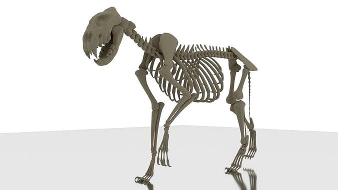 Lion skeleton