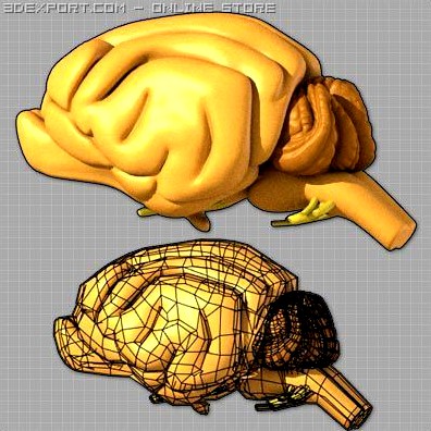 Cat brain 3D Model