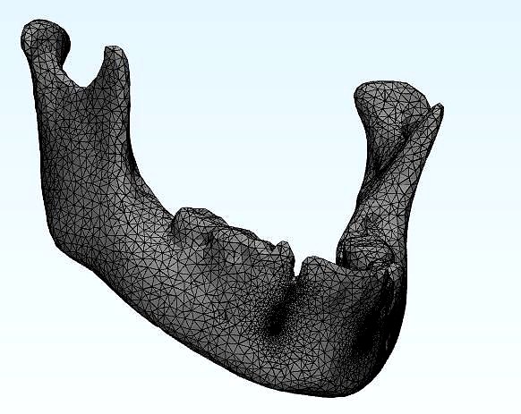 mandible