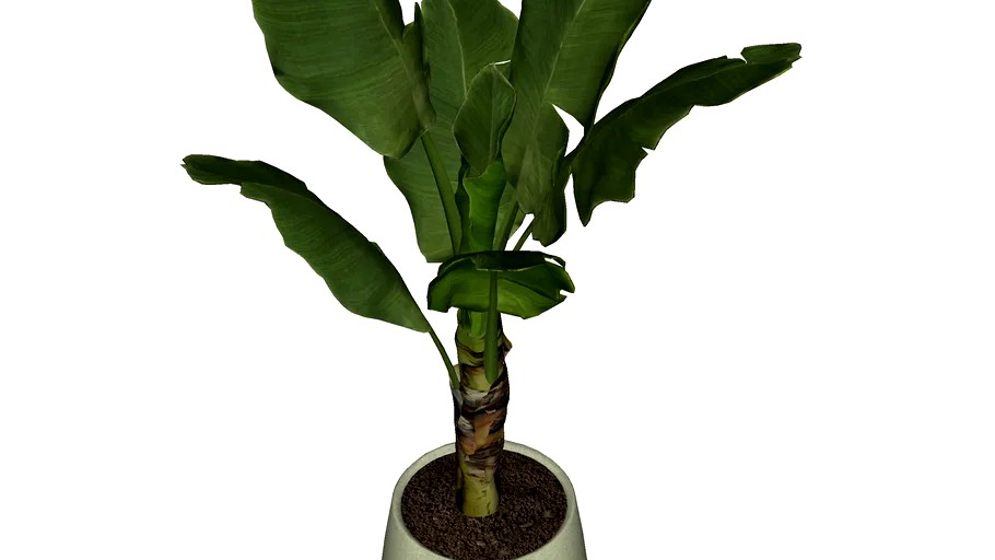 Coqueiro