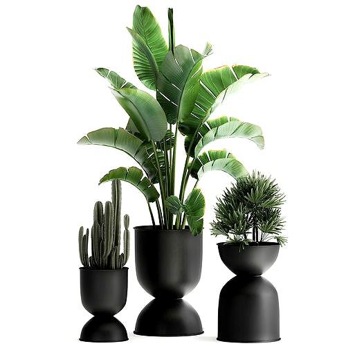 Houseplants in a black pot for the interior 915