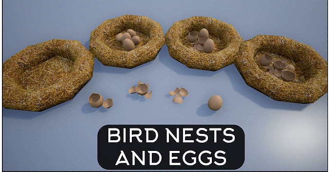 Birdnests and Eggs hatched and remains