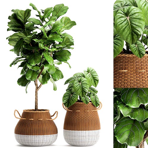 Houseplants in a basket rattan for the interior 893