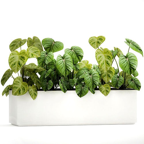 Houseplants in a pot for the interior 892