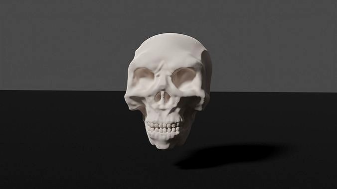 Realistic Human Skull 3D Model