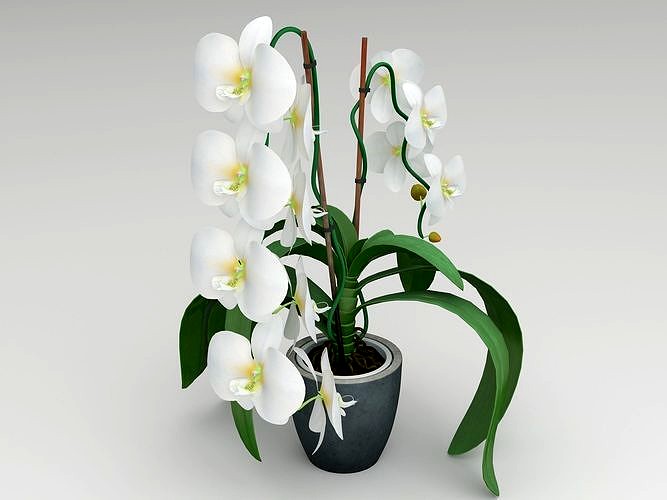 Orchid white