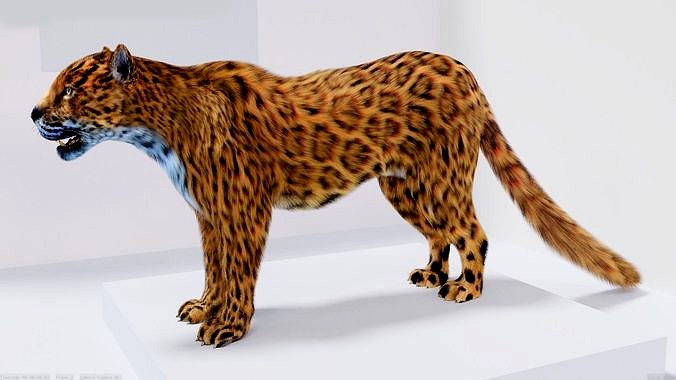 Realistic Fur Leopard 02 3D Model NO RIG