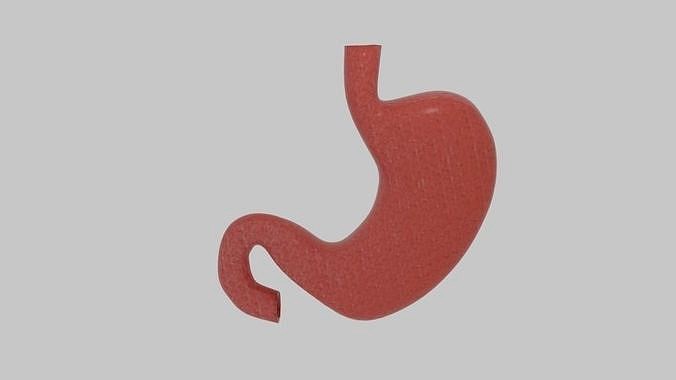Stomach