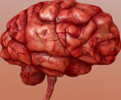 Brain 3D Model