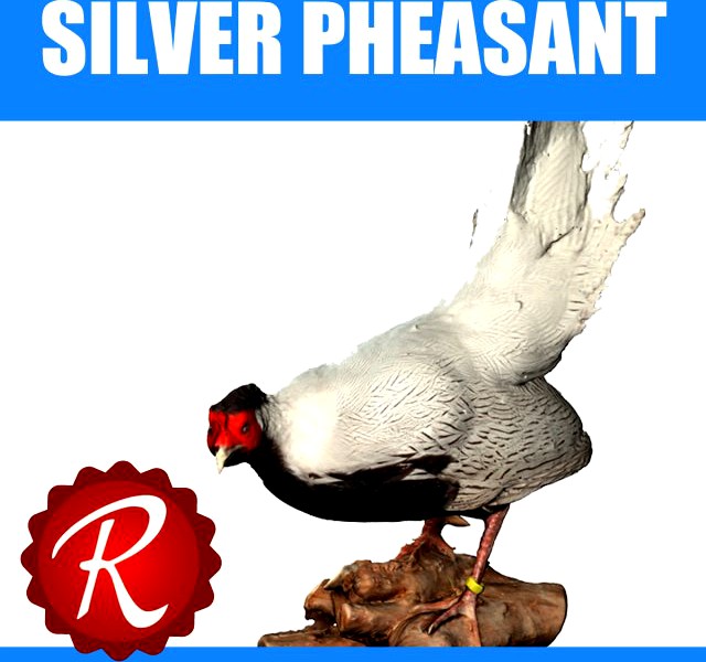 Silver Pheasants 3D Model