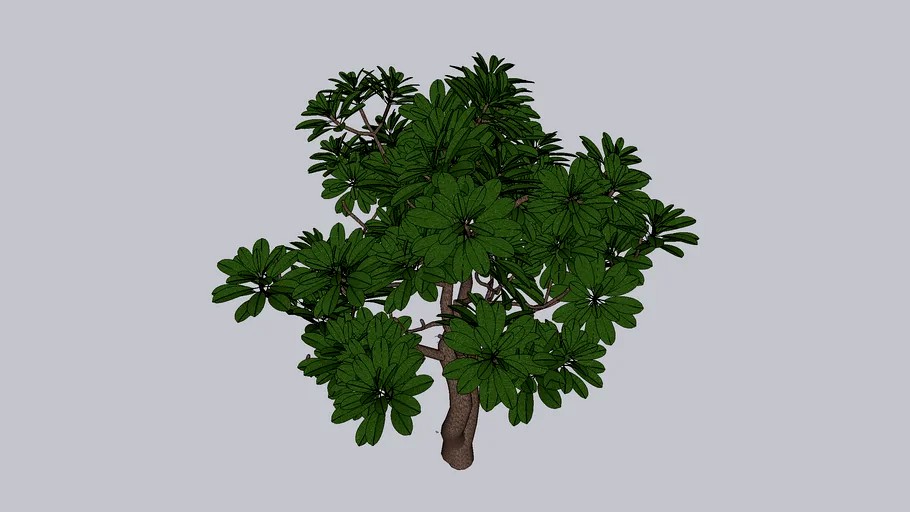 schefflera