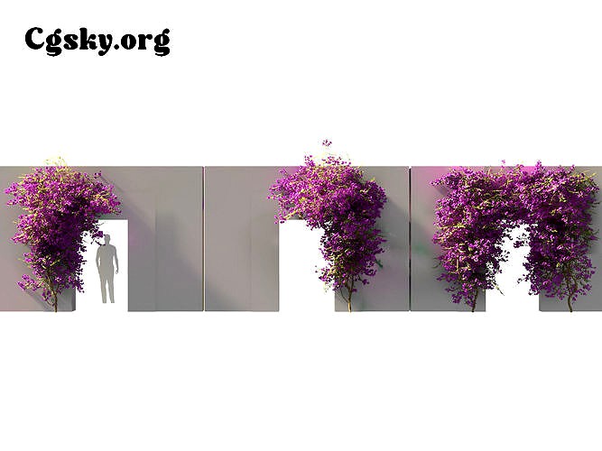 Bougainvillea glabra -  Lesser Bougainvillea  13  3D Model