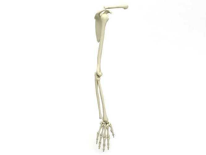 3D model Skeleton Arm