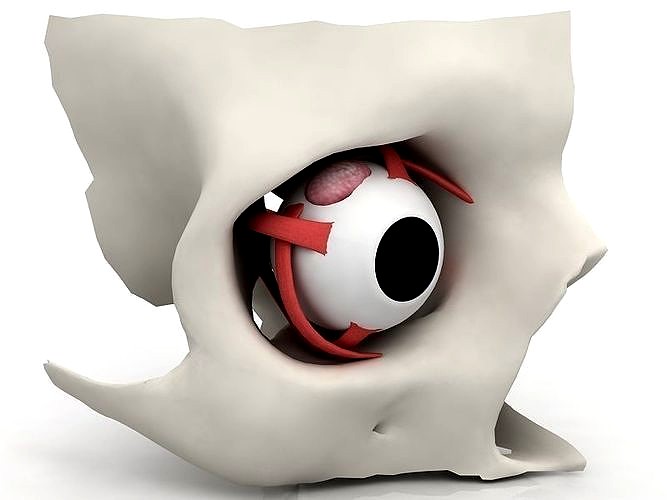 3D Eye With Anatomical Cross-Section model