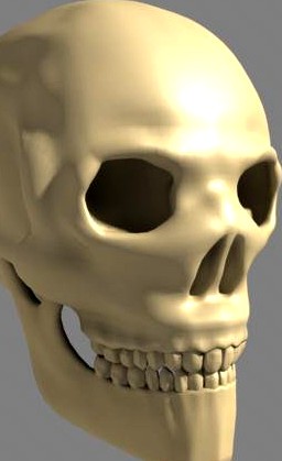 Human Skull 3D Model