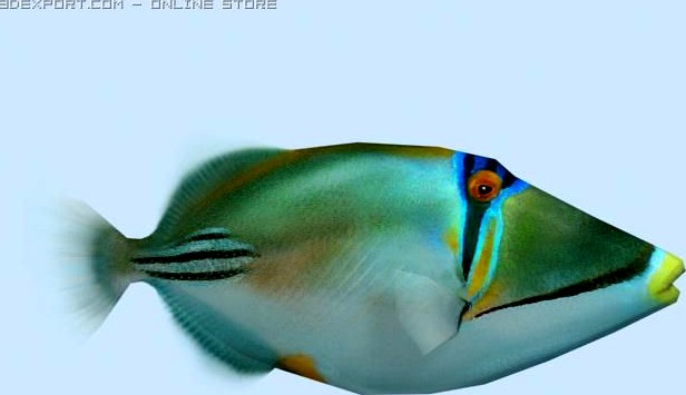 Picasso triggerfish 3D Model