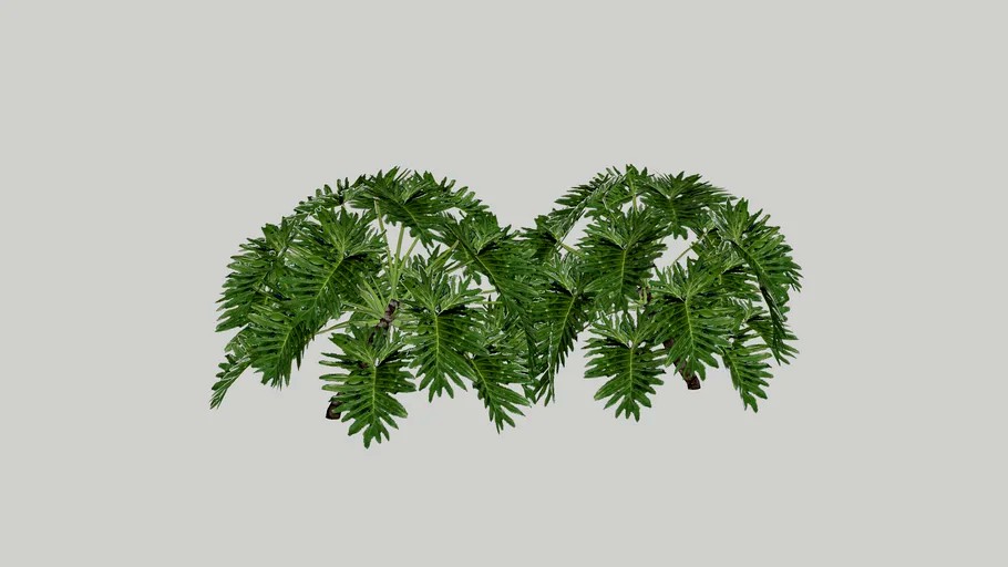 coqueiro ornamental