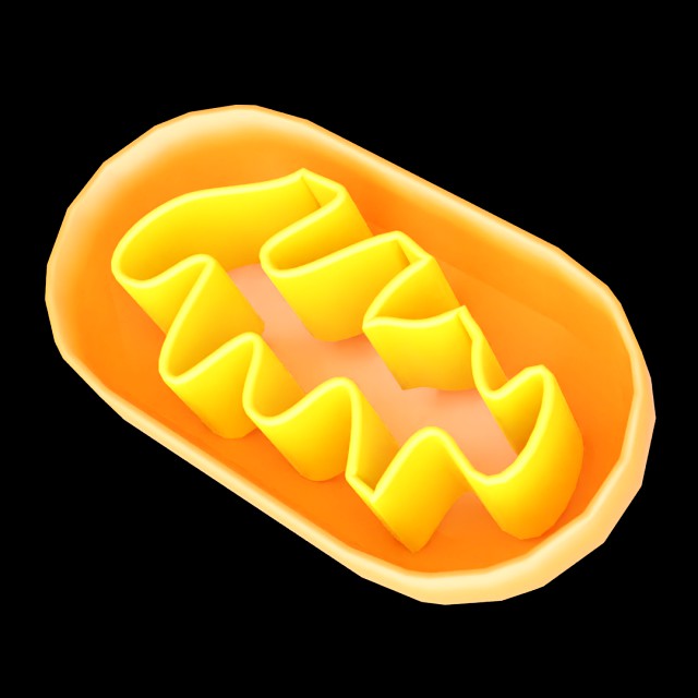 Mitochondria